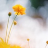 HANA-HANA 259  Cosmos sulphureus