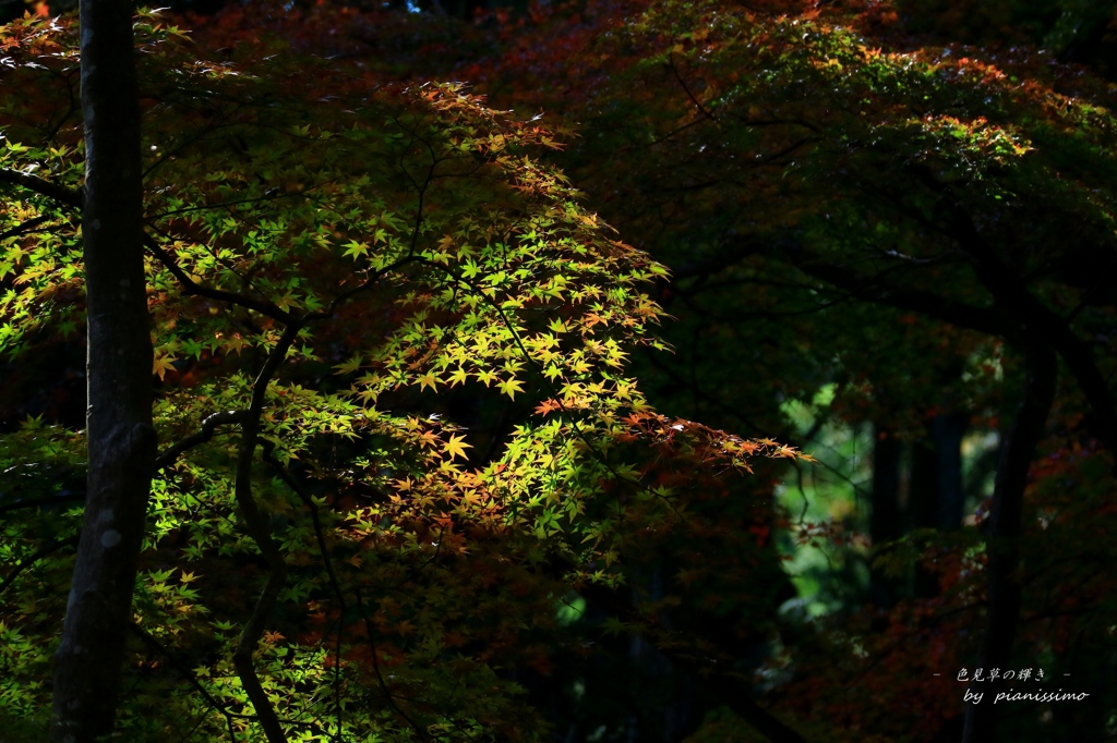 色見草の輝き  (Type B)