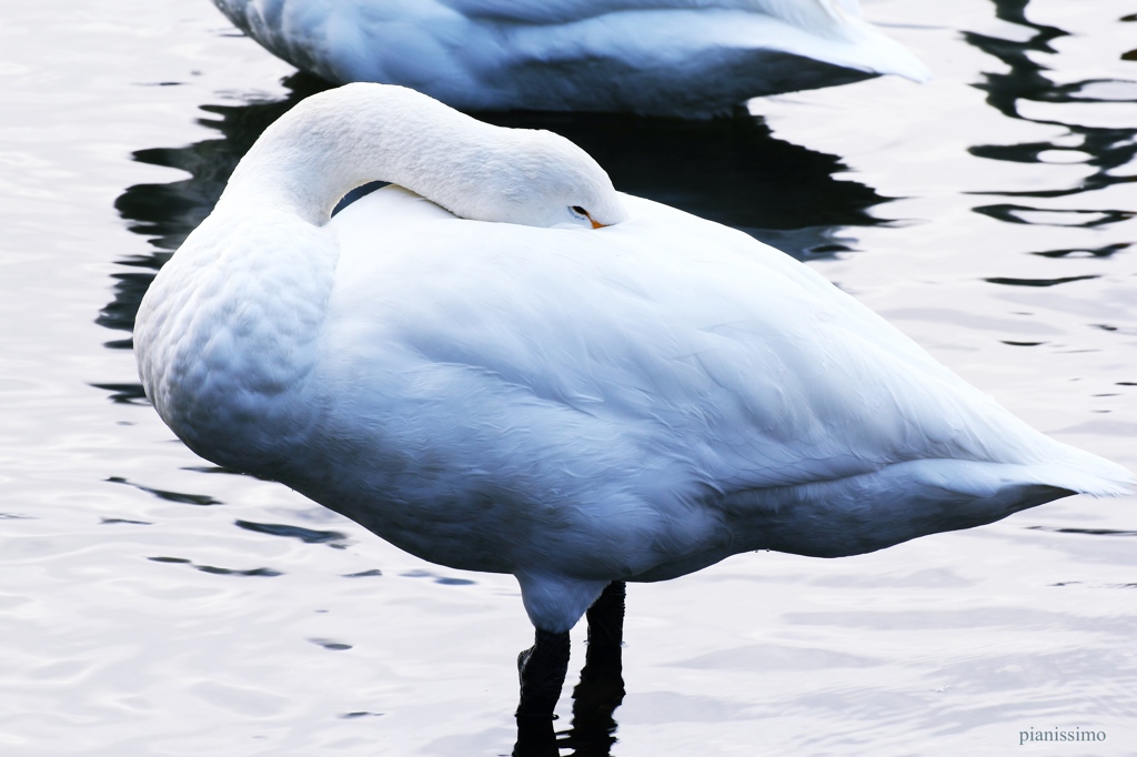 白鳥のsuperwhite