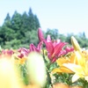 HANA・HANA 118 (Lily)