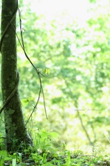 森のロープ