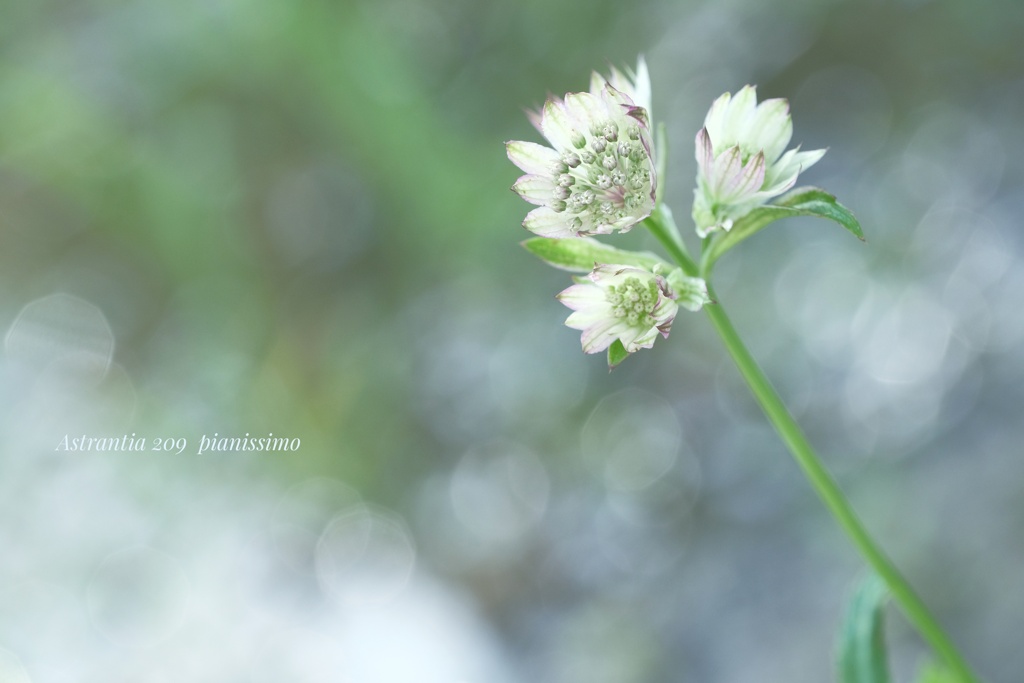 HANA-HANA  209   Astrantia