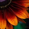 HANA-HANA 212  Rudbeckia