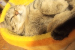 まどろみニャンコ>^_^<