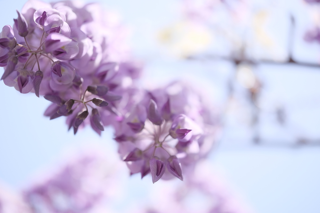 HANA-HANA  168   藤の花