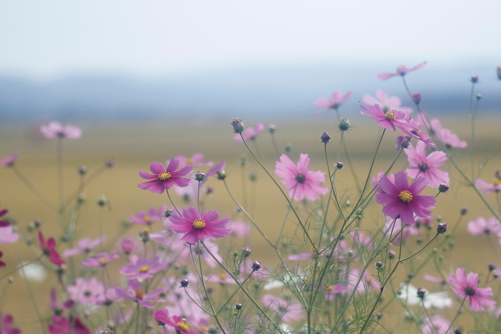 HANA・HANA 100 (Cosmos 田園)