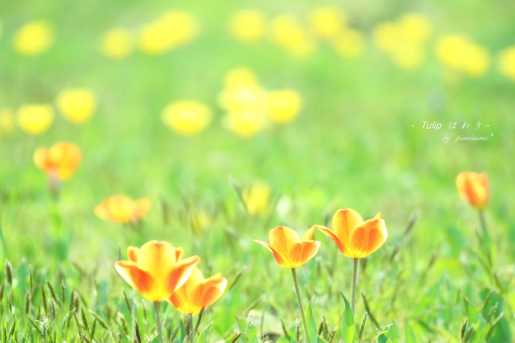 HANA・HANA 40 (Tulip howari・・・)