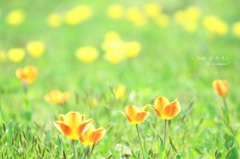 HANA・HANA 40 (Tulip howari・・・)