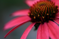 HANA・HANA 132 (Echinacea)　