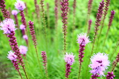 HANA・HANA 126 (Liatris)