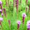 HANA・HANA 126 (Liatris)