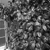Image_黒坂義明 017
