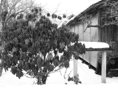 DSCN1168_黒坂義明