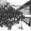 DSCN1168_黒坂義明