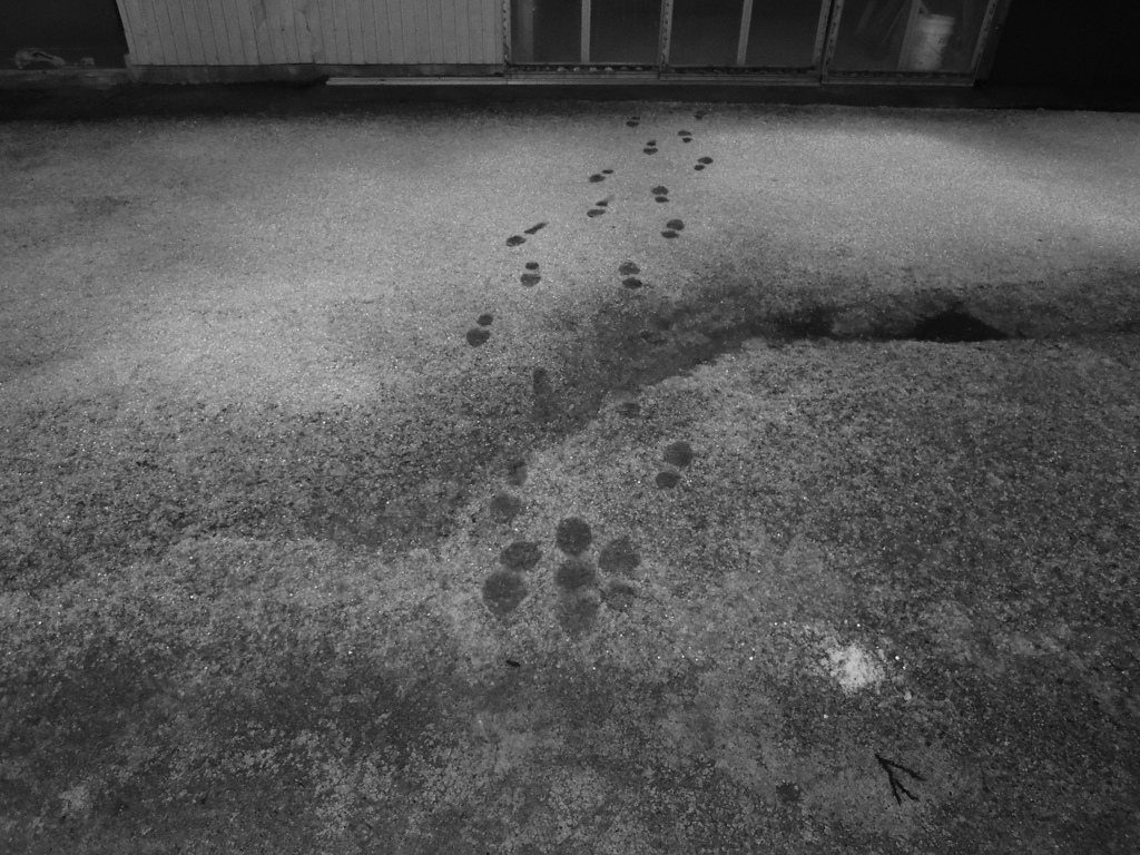 Image_黒坂義明 016