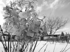 image_黒坂義明025