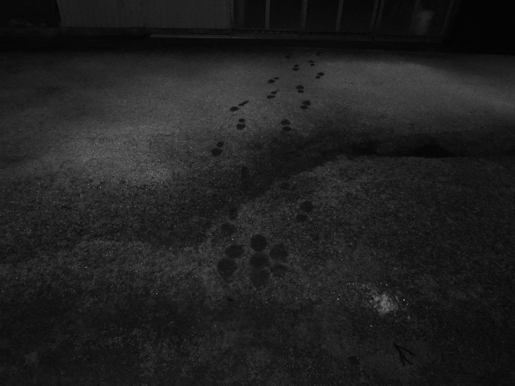 Image_黒坂義明 018
