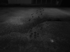 Image_黒坂義明 018