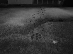 Image_黒坂義明 017