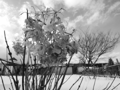 image_黒坂義明024