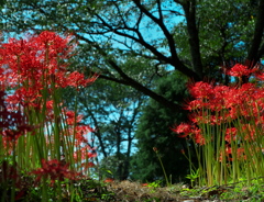 曼珠沙華の小径