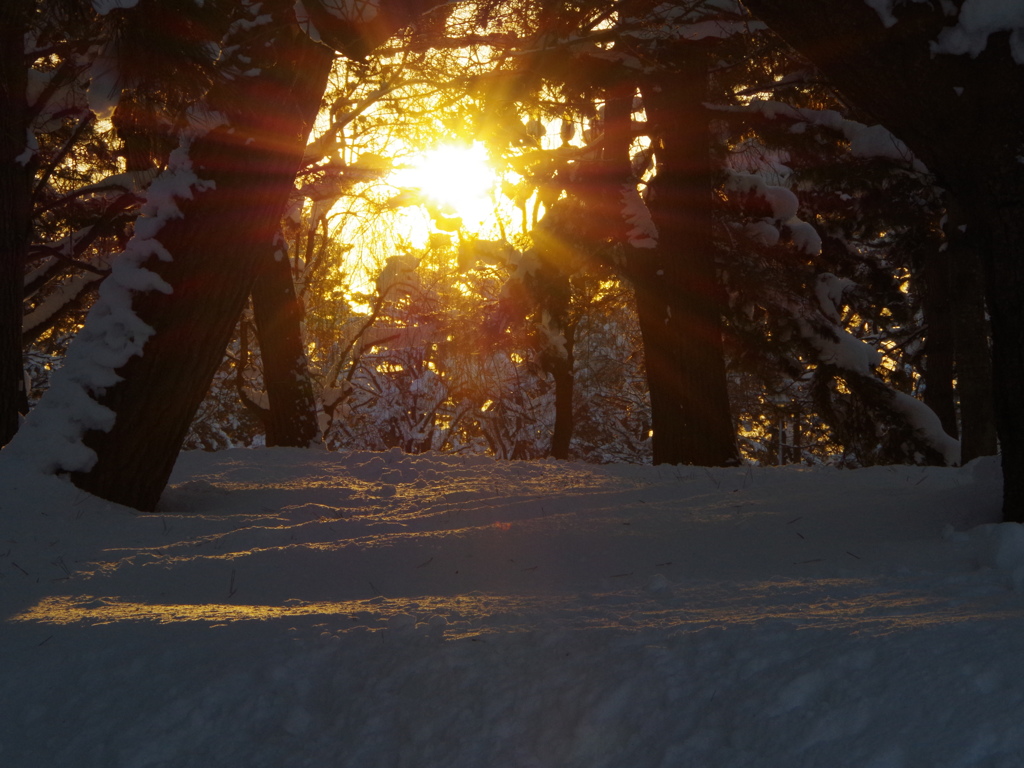 夕松　雪景色