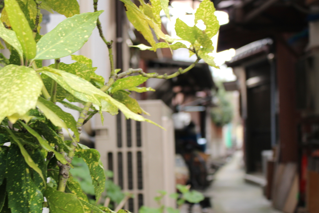 路地裏