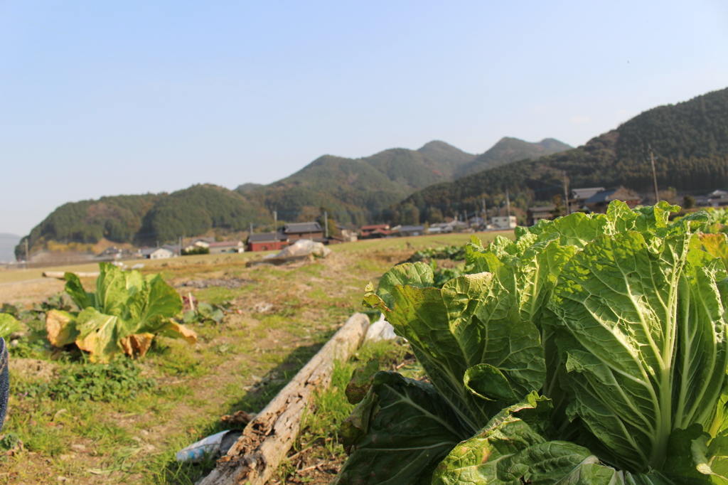 白菜でけたよ