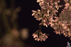 夜桜