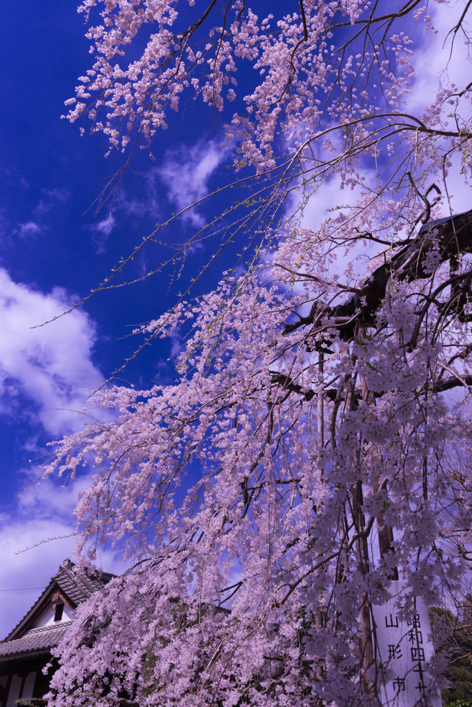 2017　桜