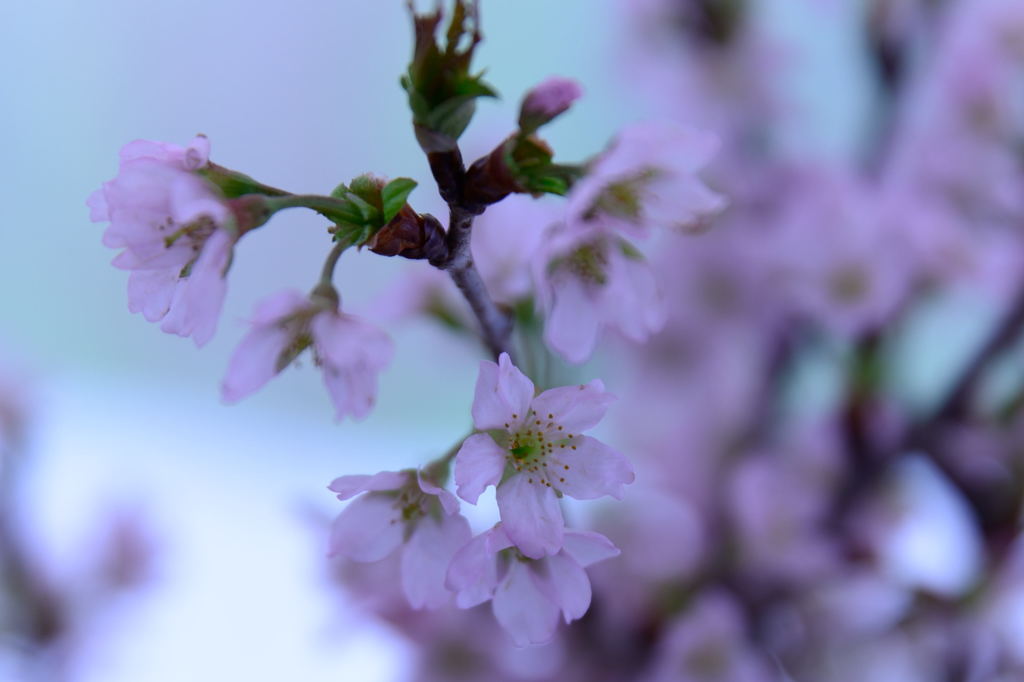 啓翁桜