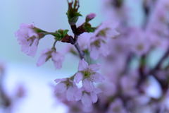 啓翁桜