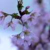 啓翁桜