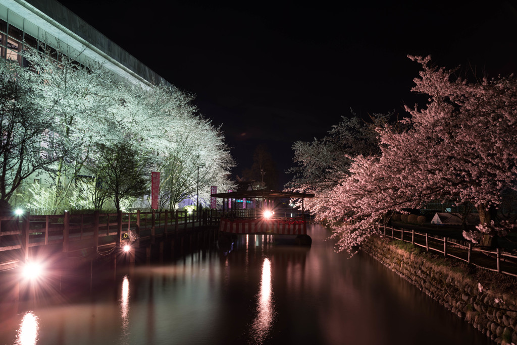 2017　桜