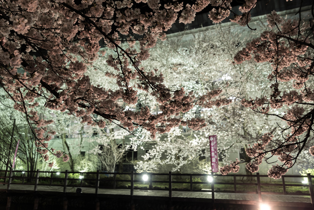 2017　桜
