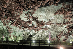 2017　桜