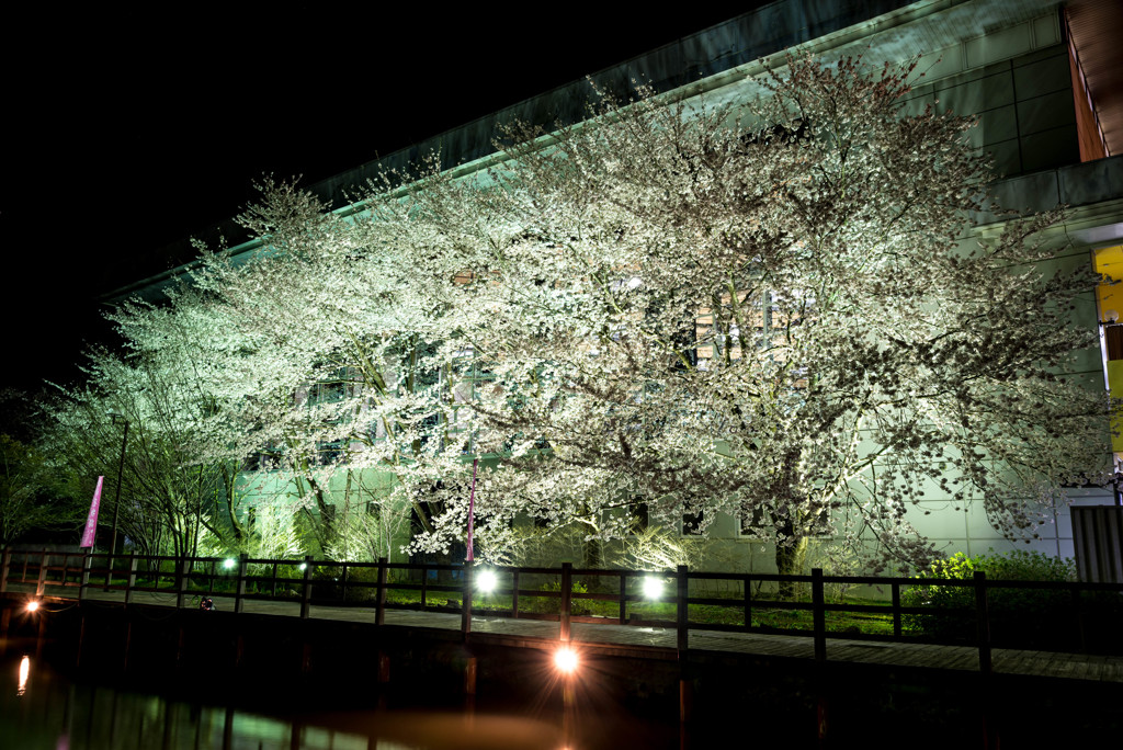 2017　桜