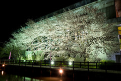 2017　桜