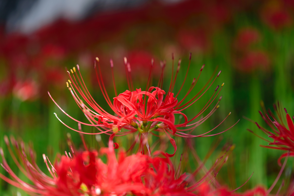 曼珠沙華