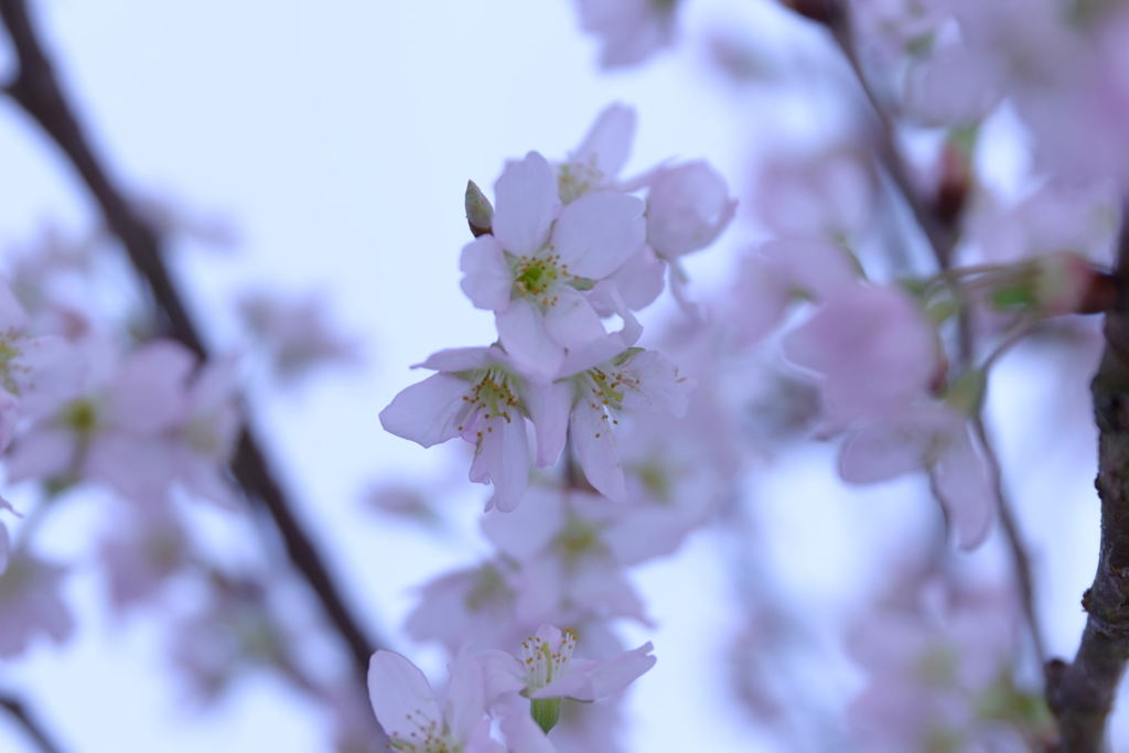 啓翁桜