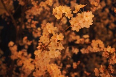 i夜桜