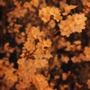 i夜桜