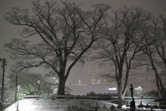 雪が咲いた木