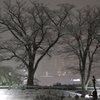 雪が咲いた木