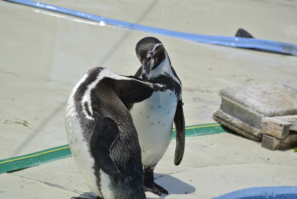 ペンギン
