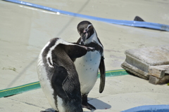 ペンギン