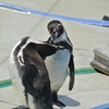 ペンギン