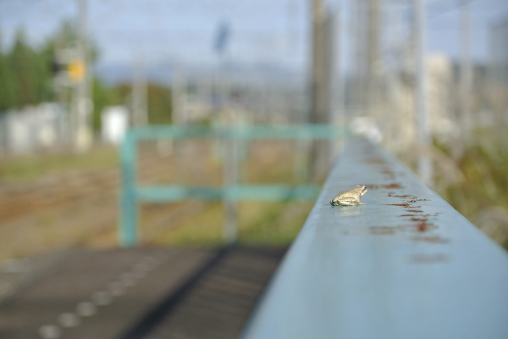 カエル