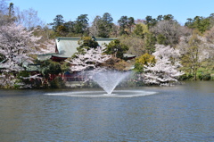 噴水・桜