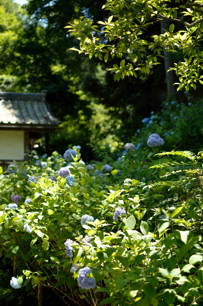 明月院・入り口